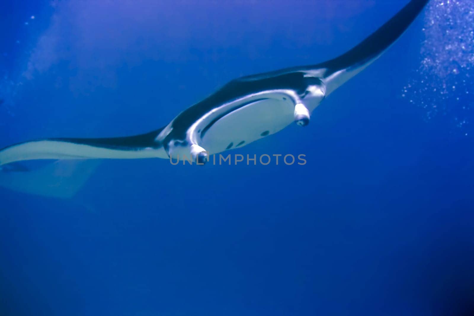 Manta ray. Maldives. Indian ocean. Addu atoll.