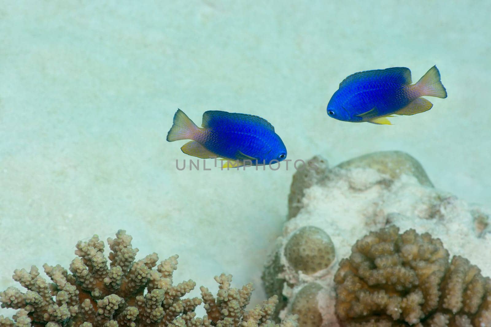 Couple of tropical fishes. Maldives. Indian ocean. Addu atoll.