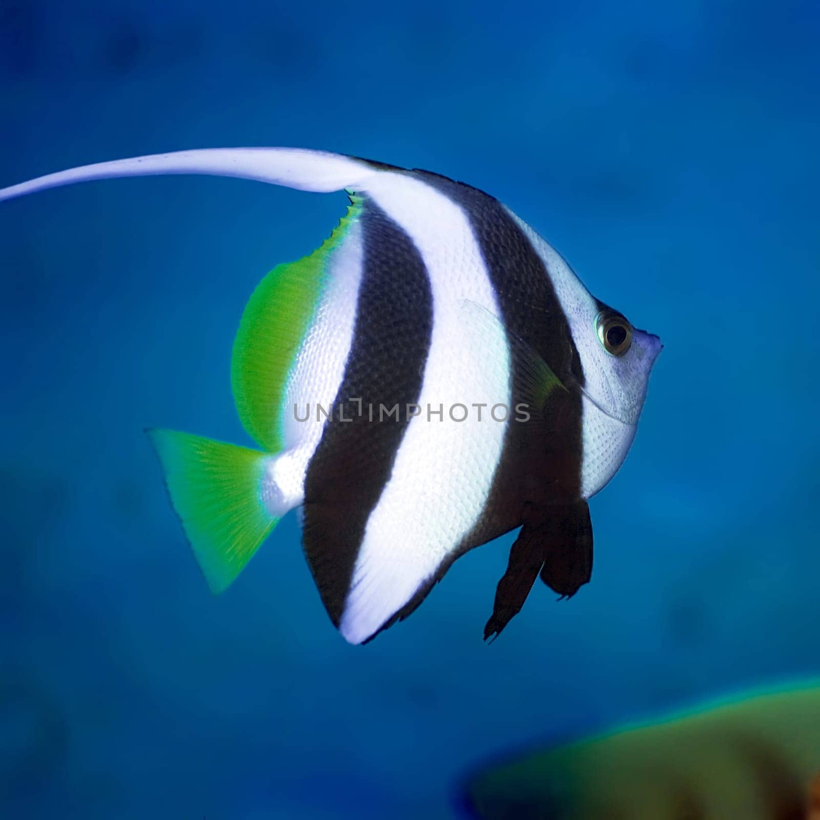 Long-fin banner-fish. Borneo island
