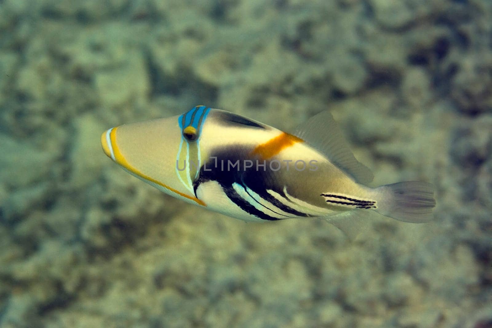 Tropical fish Picasso Triggerfish (Gabulhi Rondu). Maldives. Indian ocean. Addu atoll.