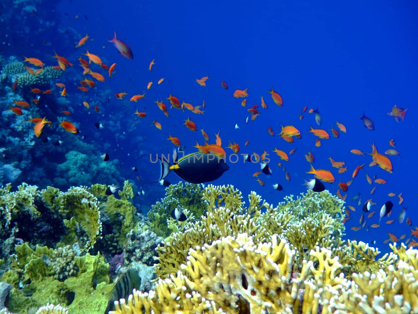 Underwater landscape with Scalefin Anthias and Surgeonfish. Red Sea