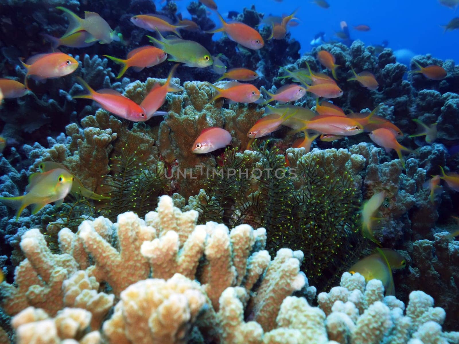 Coral reef underwater with many small fishes