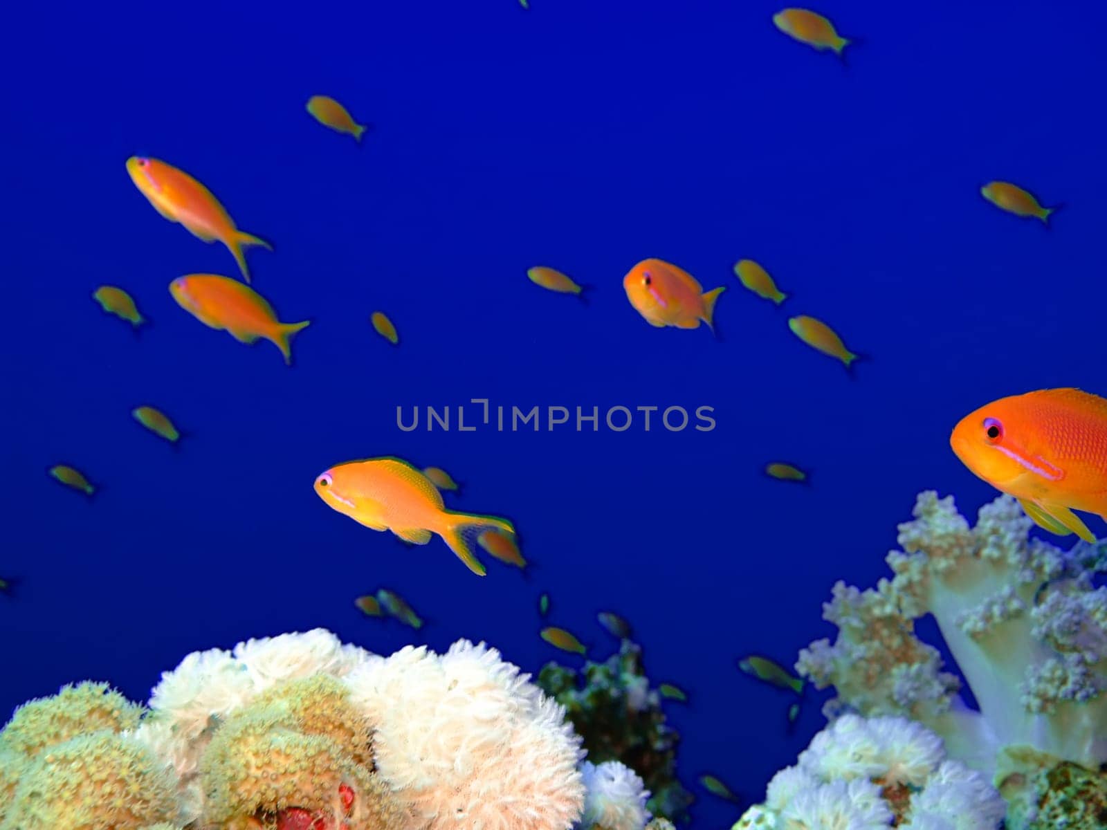 Underwater landscape with Scalefin Anthias and soft coral. Red Sea