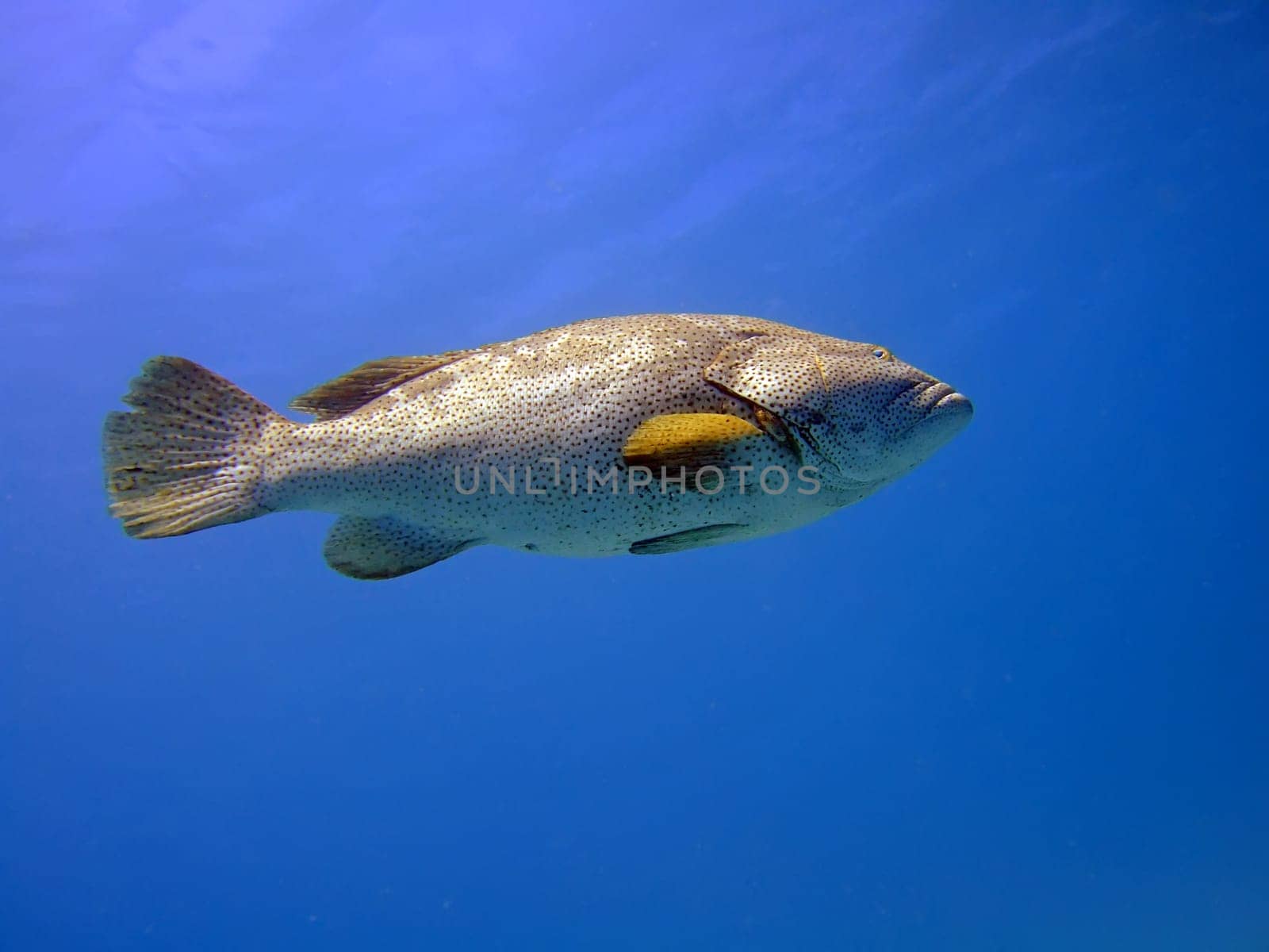Big grouper in blue. Red Sea