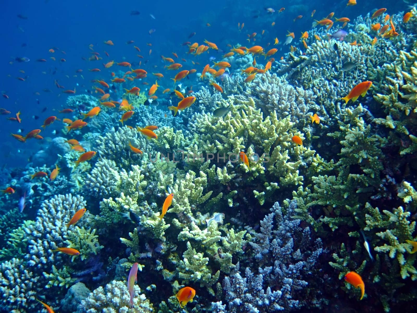 Underwater landscape with school Scalefin Anthias and coral. Red Sea