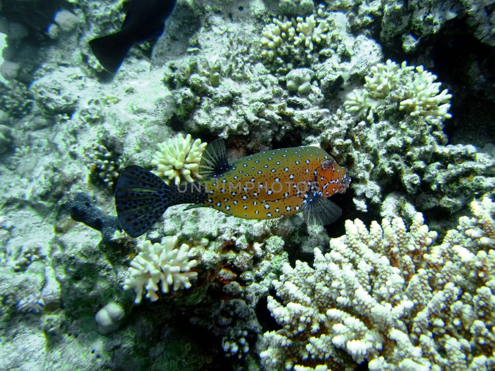 the boxfish is a box shaped fish