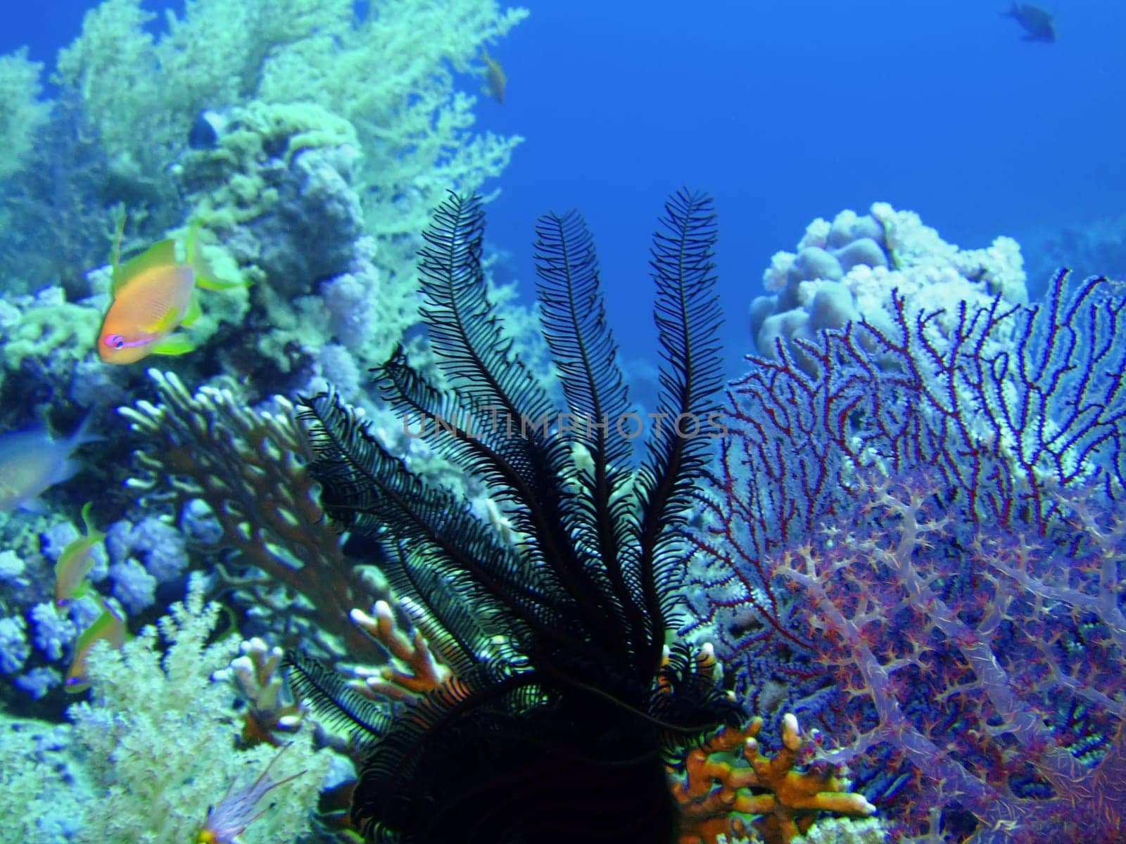 Underwater landscape with sea lily and coral