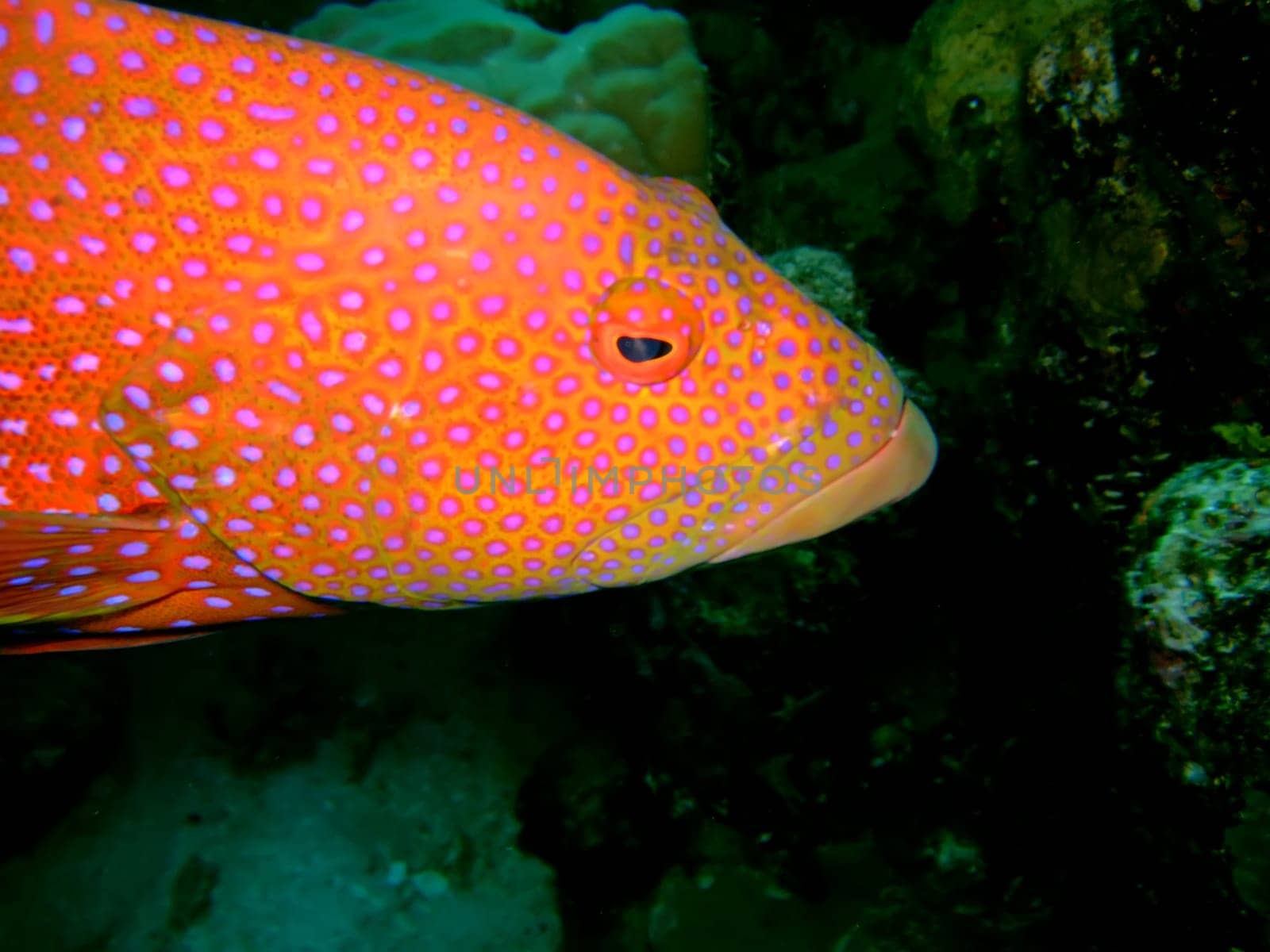 red close up grouper