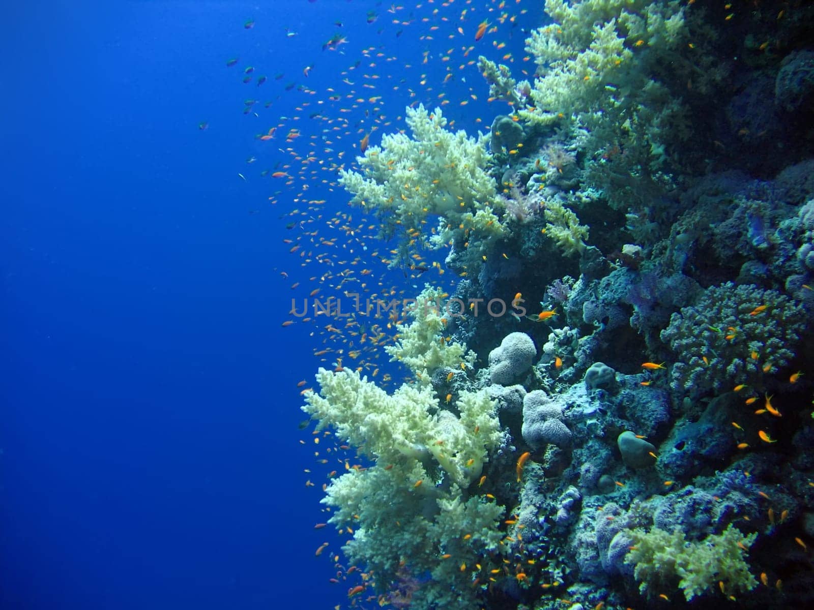Underwater landscape with many small fish. The Red sea