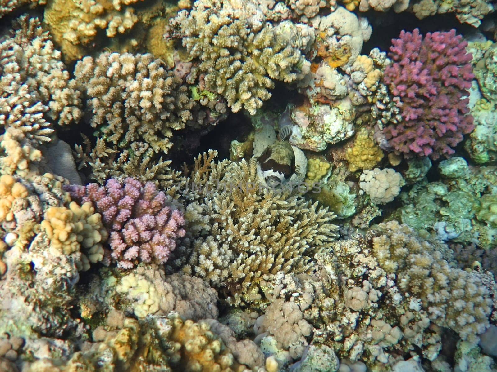 Underwater landscape with colorful coral. The Red sea
