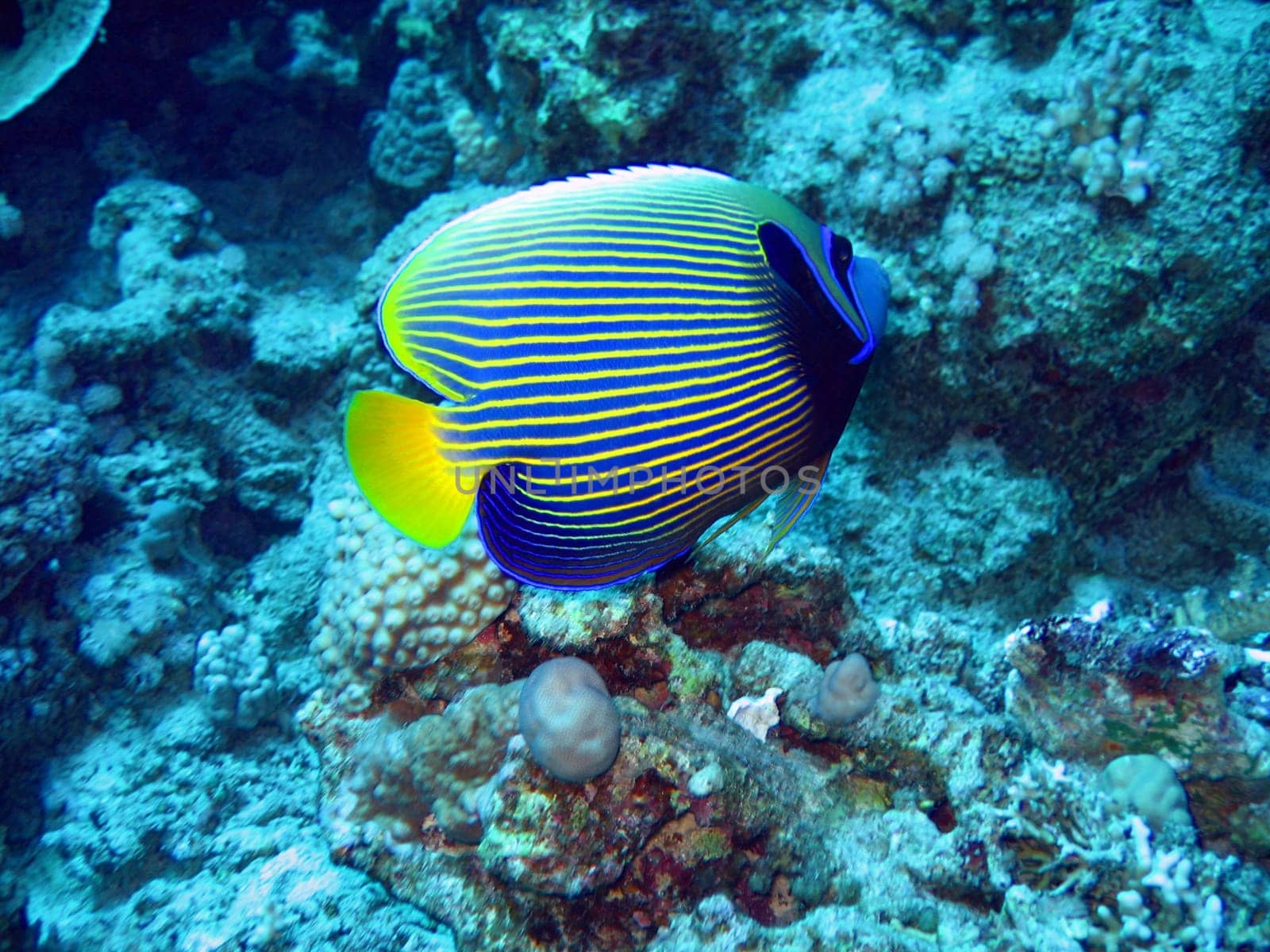 Tropical angelfish in blue. Red Sea