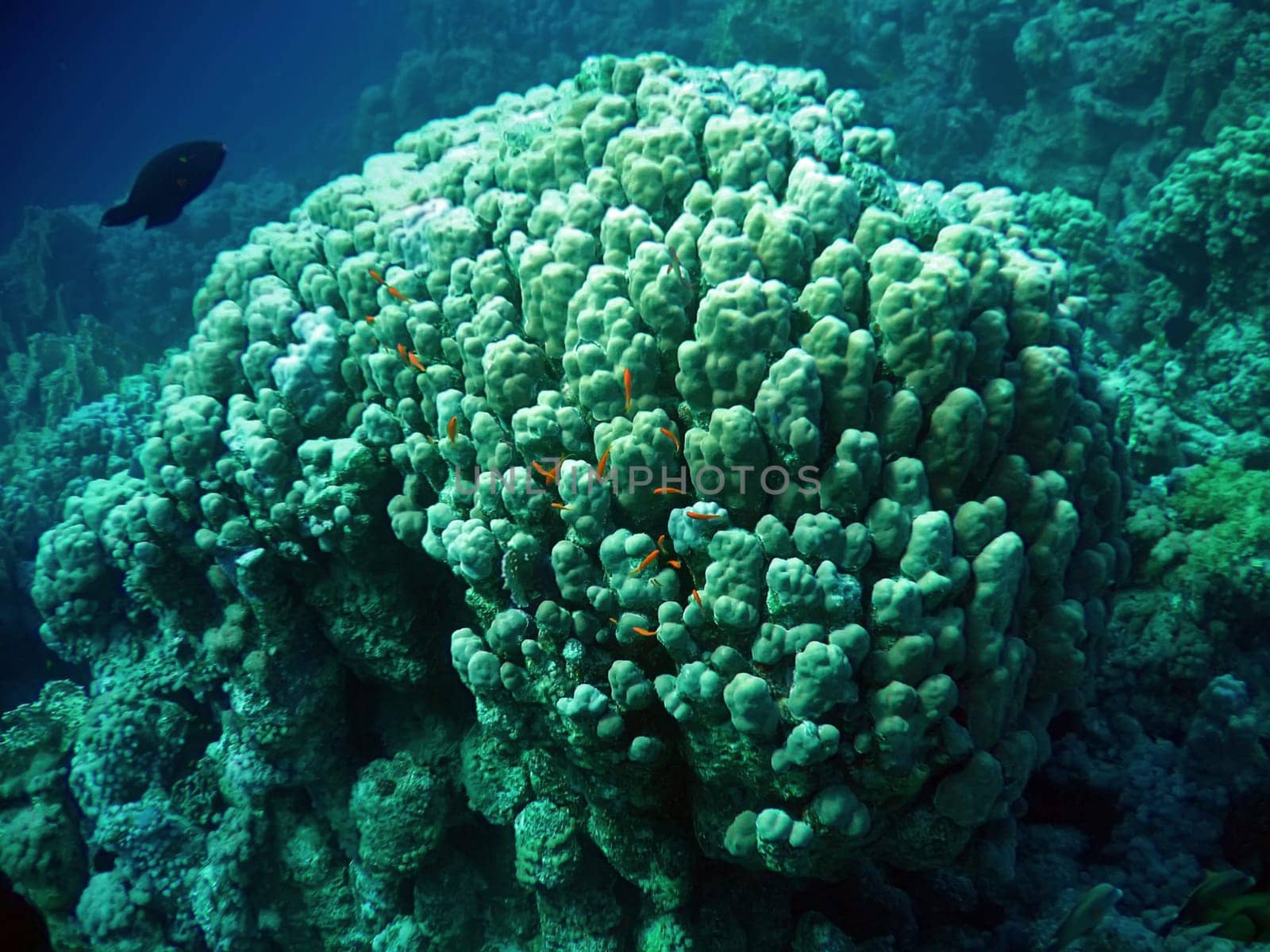 Underwater landscape with big coral and fish