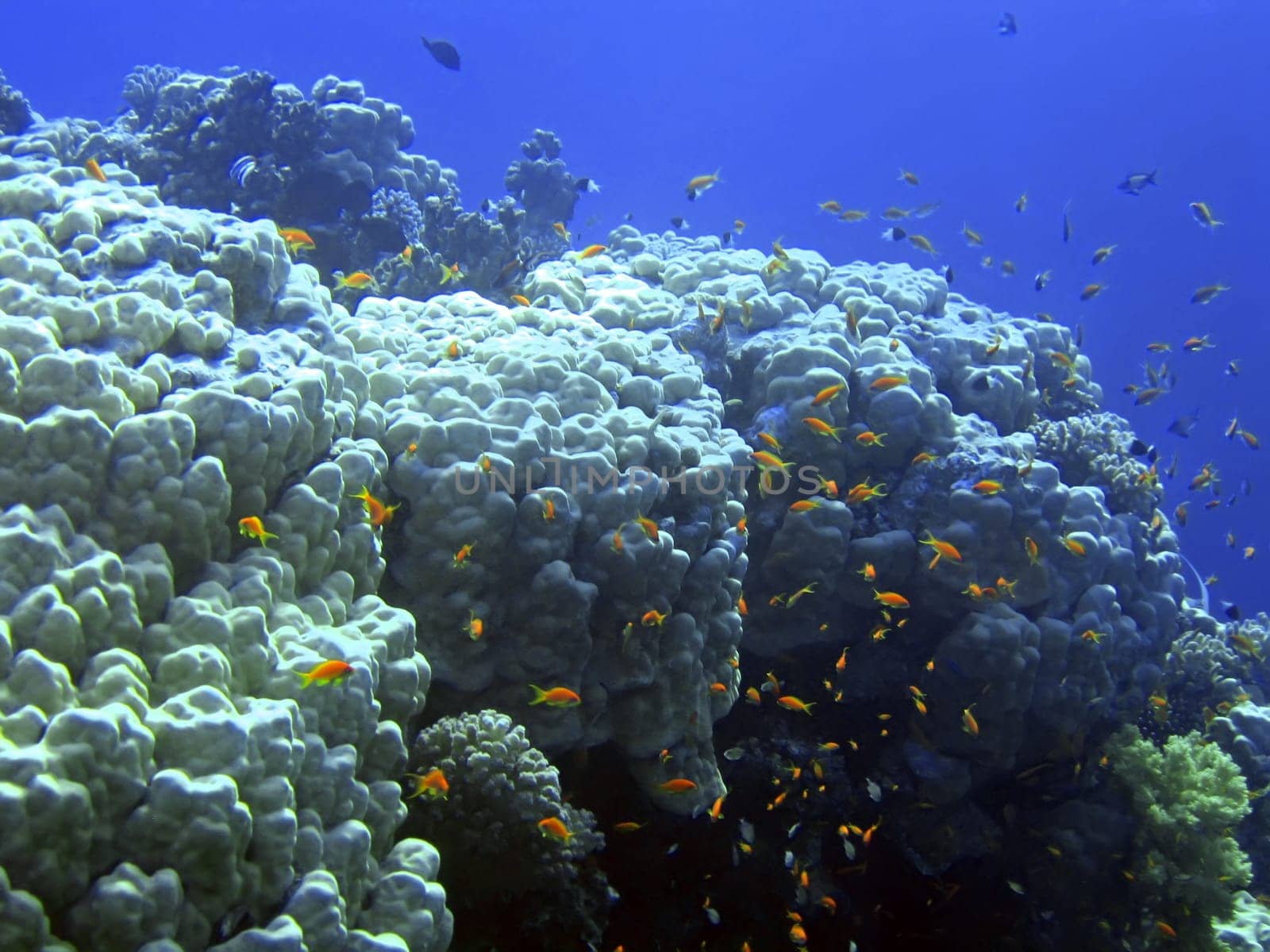 Underwater landscape with many small fish. The Red sea