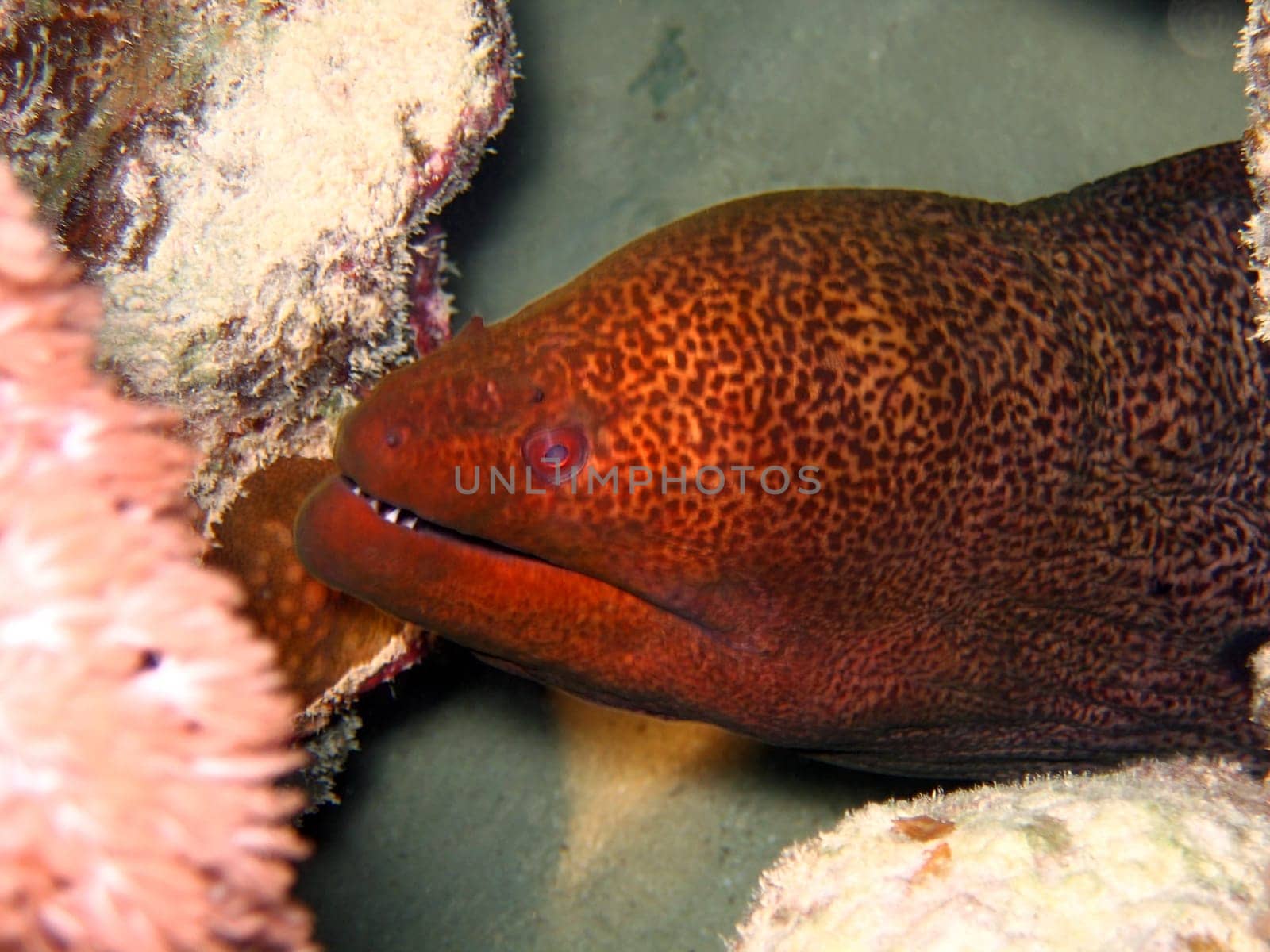 Undulated Moray Eel in deep. Red sea