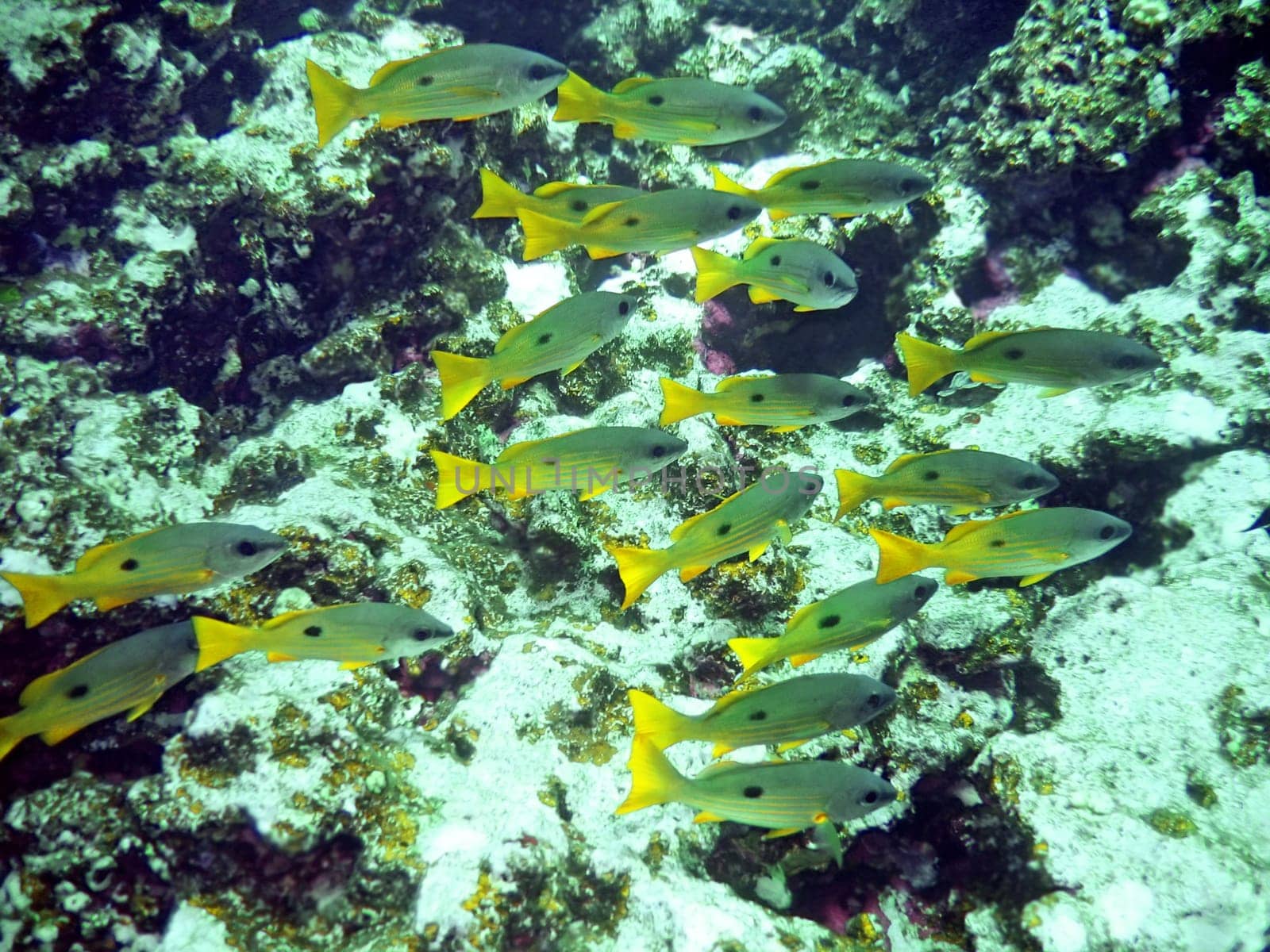 Underwater landscape with school of yellowl fish and coral