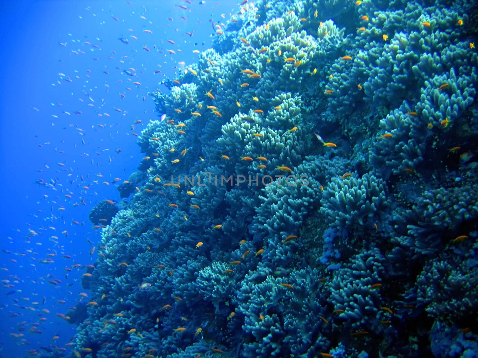 Underwater landscape with many small fish.