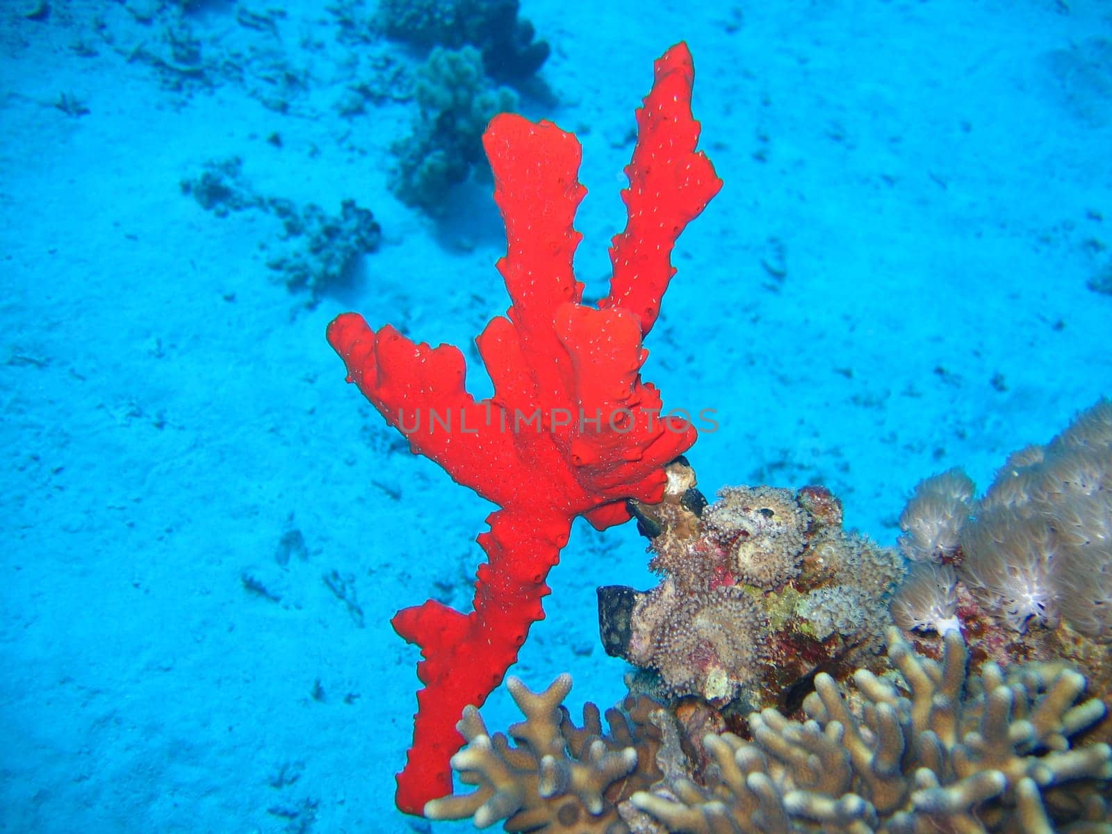 Uderwater landscape with scarlet corticata
