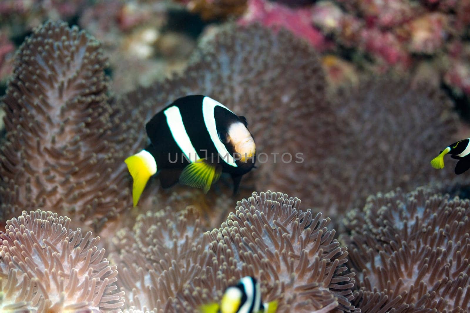 Clark&#039 s Anemonefish (Amphiprion clarkii) Maldives. Indian ocean. Addu atoll.