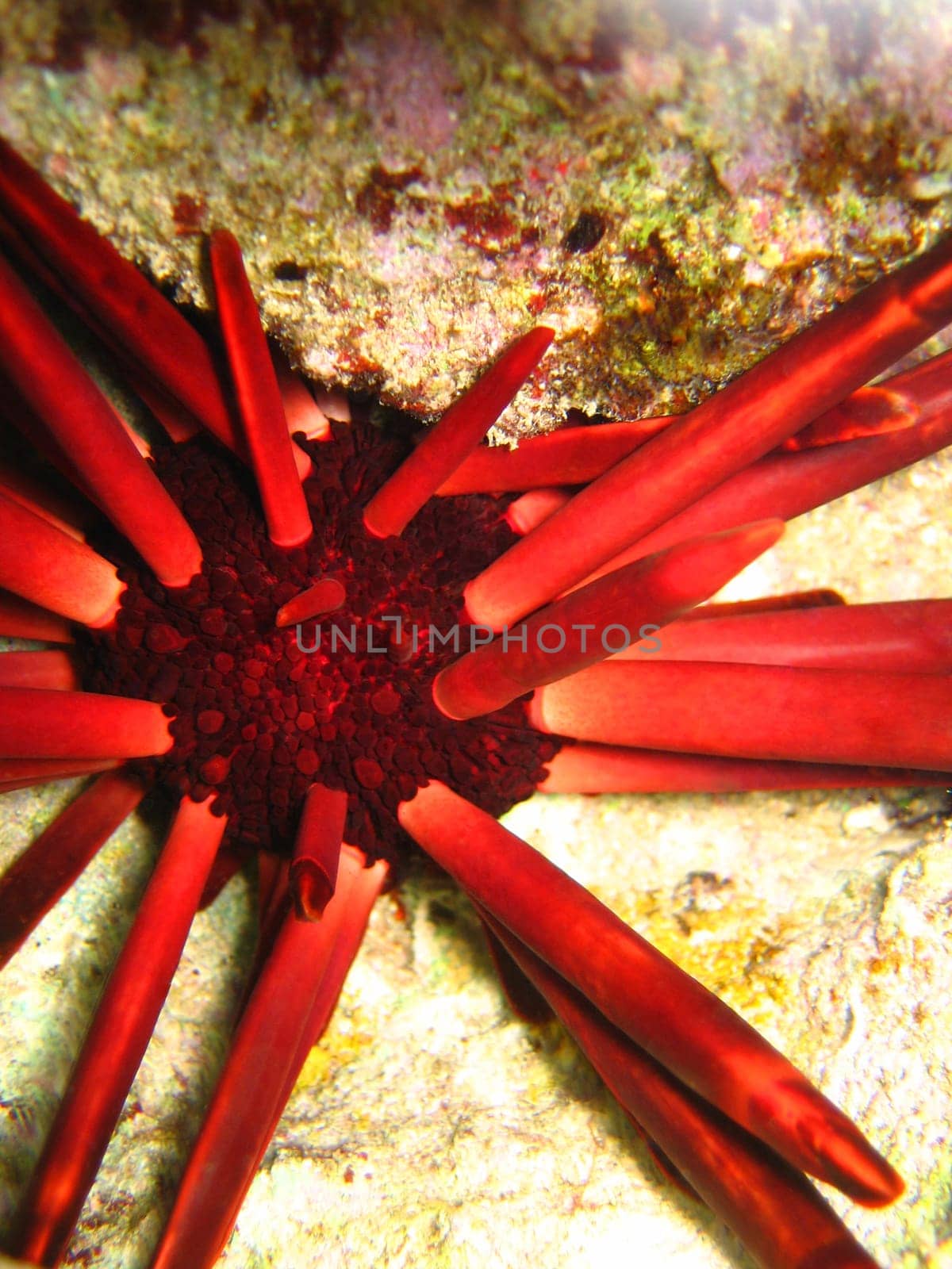 Underwater Hedgehog close-up. Red Sea
