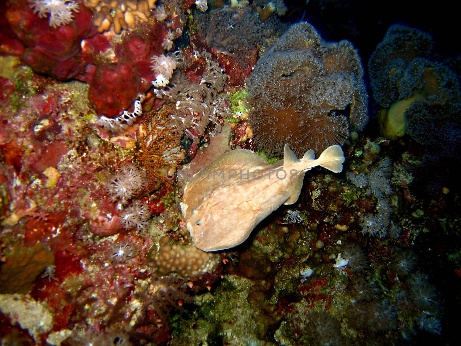 stingray in the sea