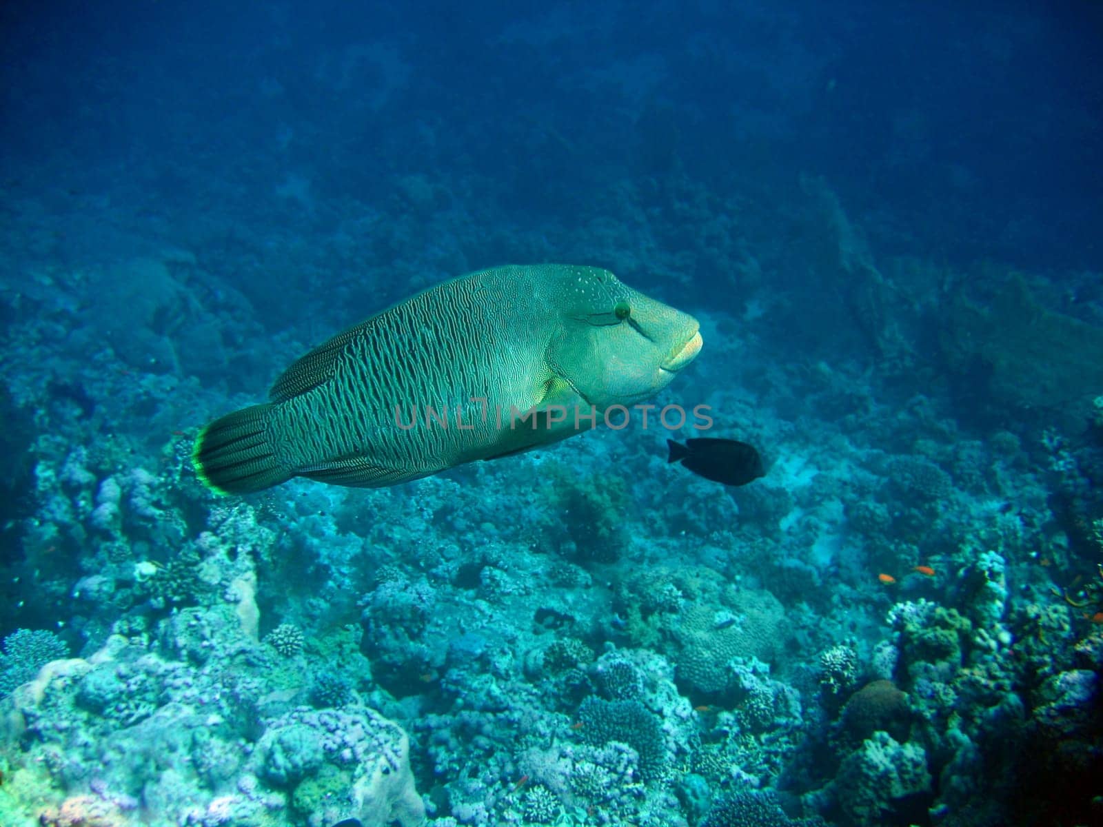 Napoleon fish. Red sea