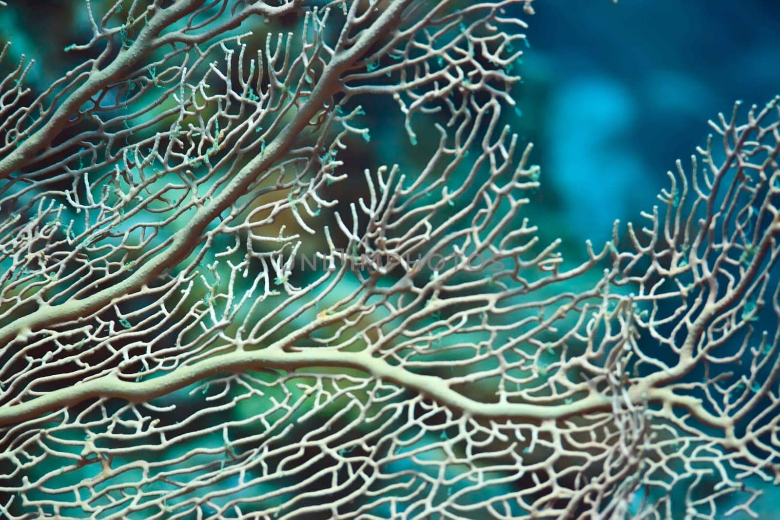 Texture of a beautiful soft coral underwater
