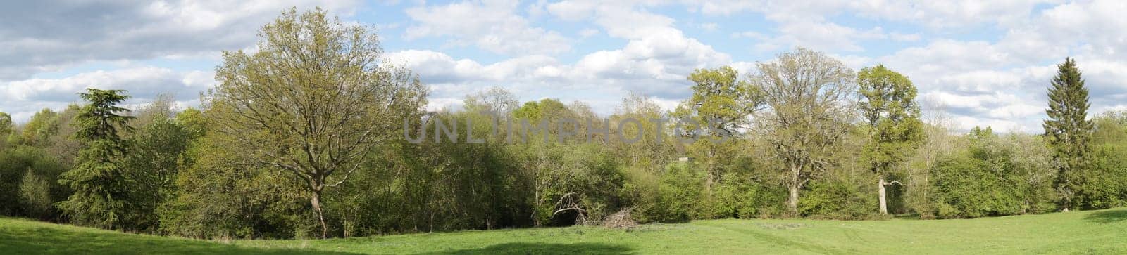 English Oak Trees in Spring