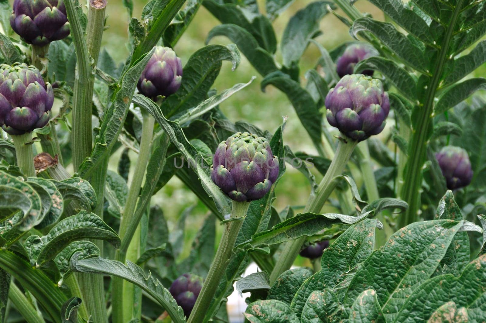 Artichoke plants closeup. Vegetables plantation in the countryside.