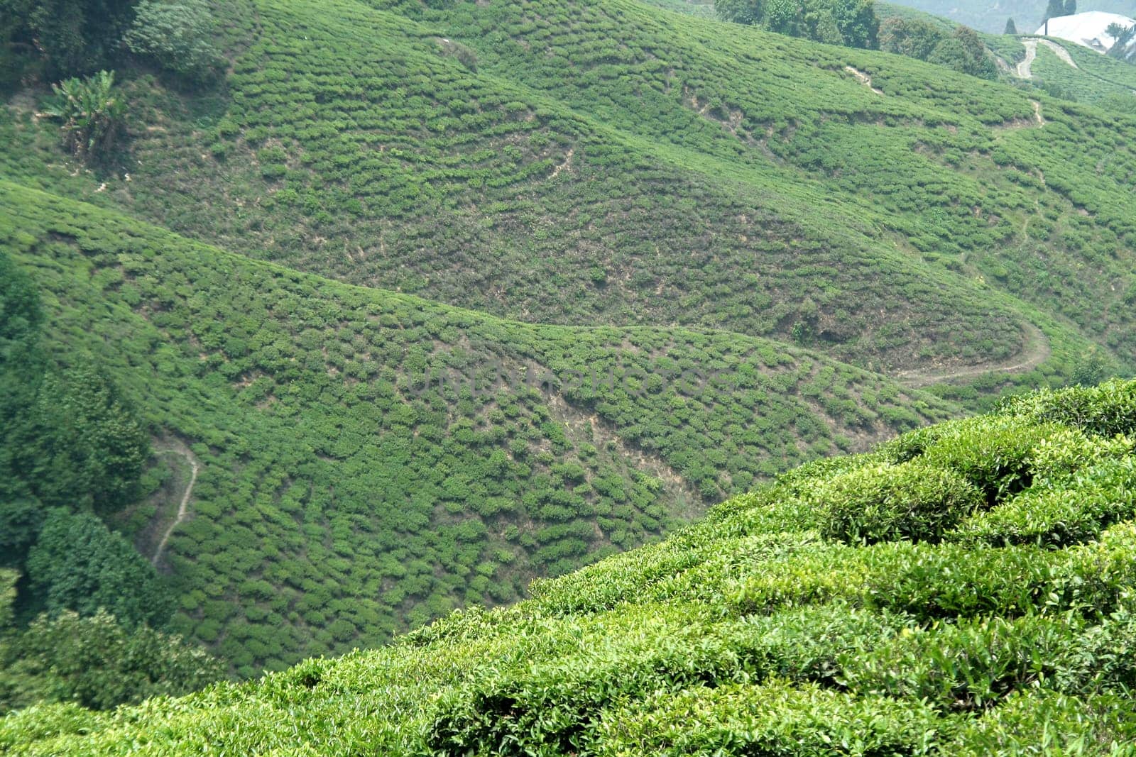 Mountain slopes laden with green tea garden