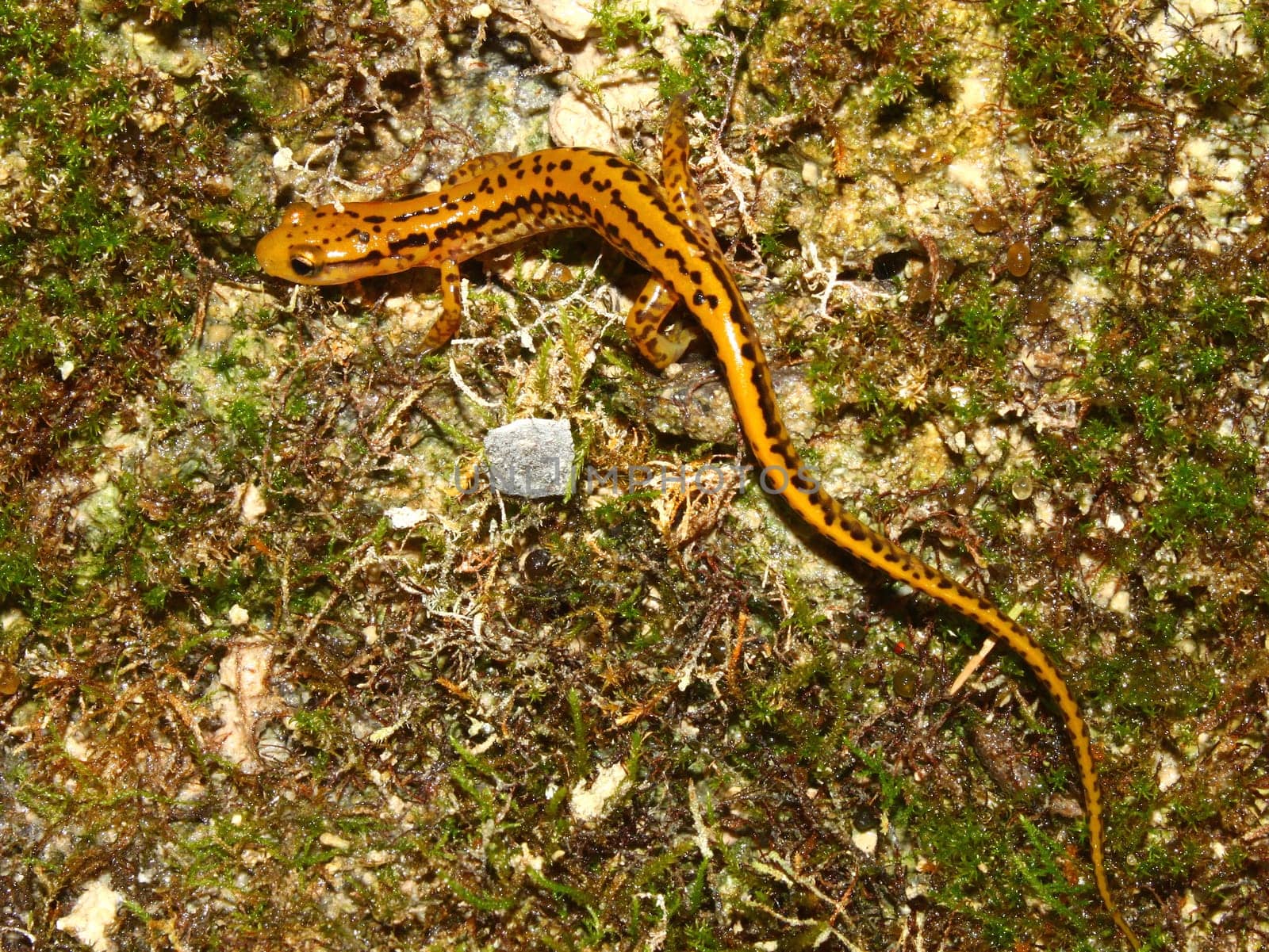 Long-tailed Salamander (Eurycea longicauda) near Cane Creek in Alabama.