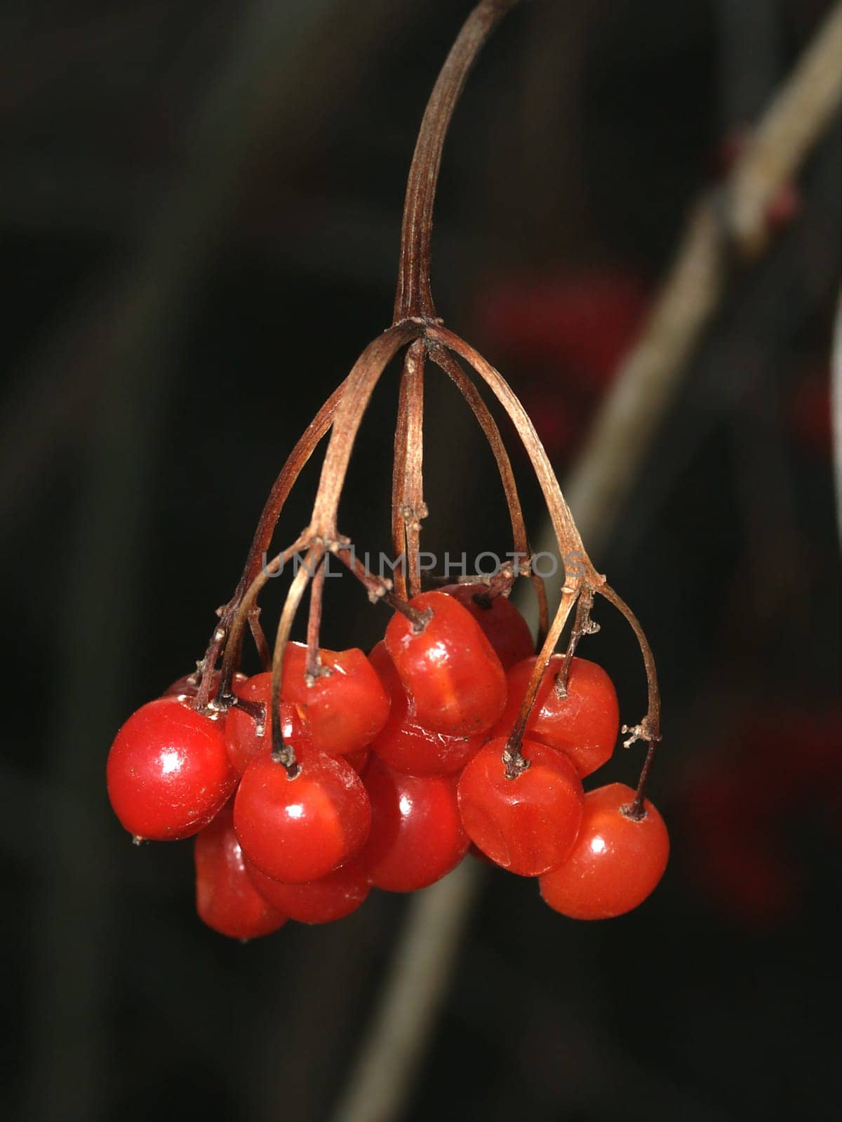 Macro shot of bright red berries in the forests of northern Illinois.