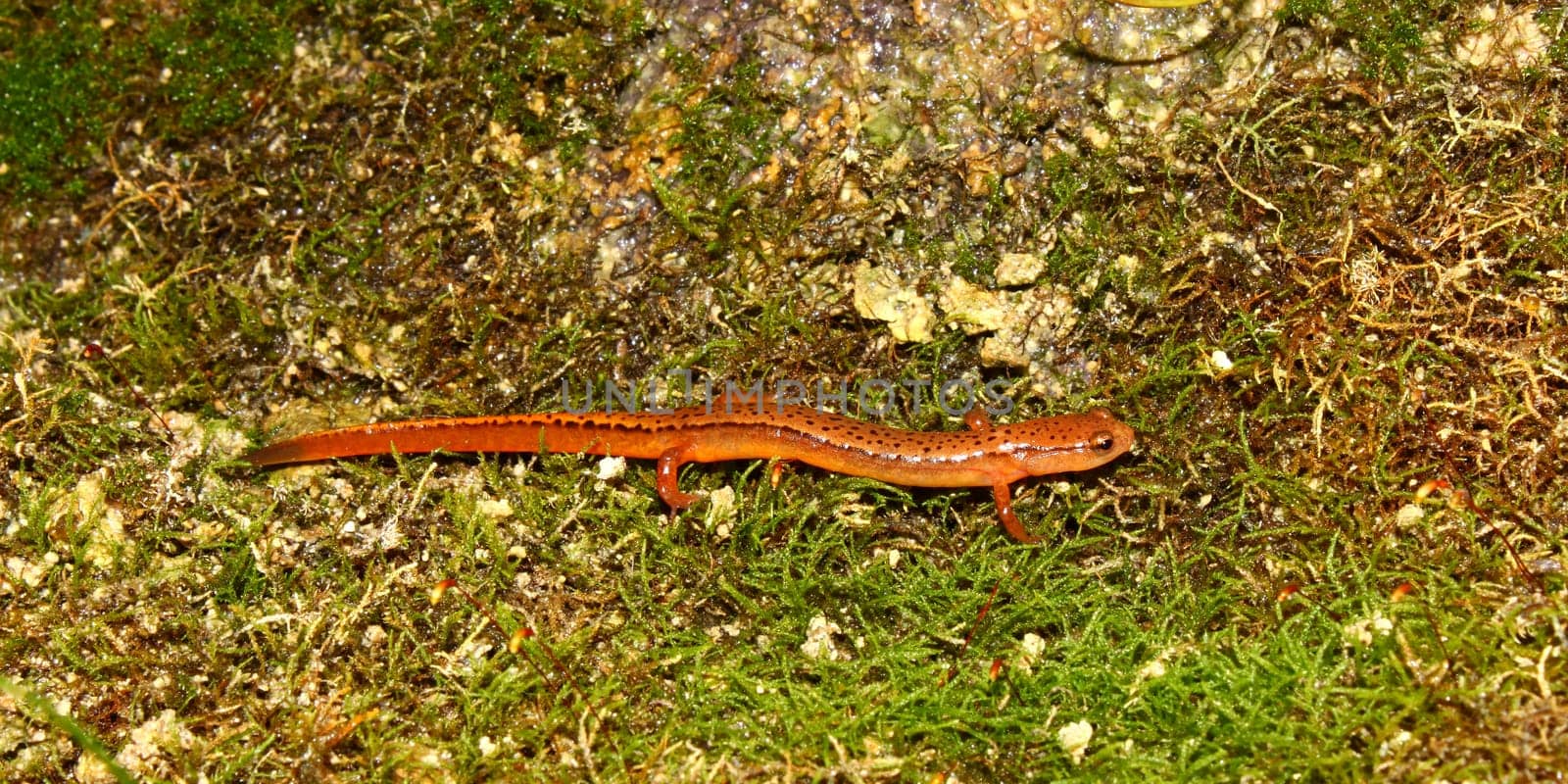 A Southern Two-lined Salamander (Eurycea cirrigera) in northern Alabama.