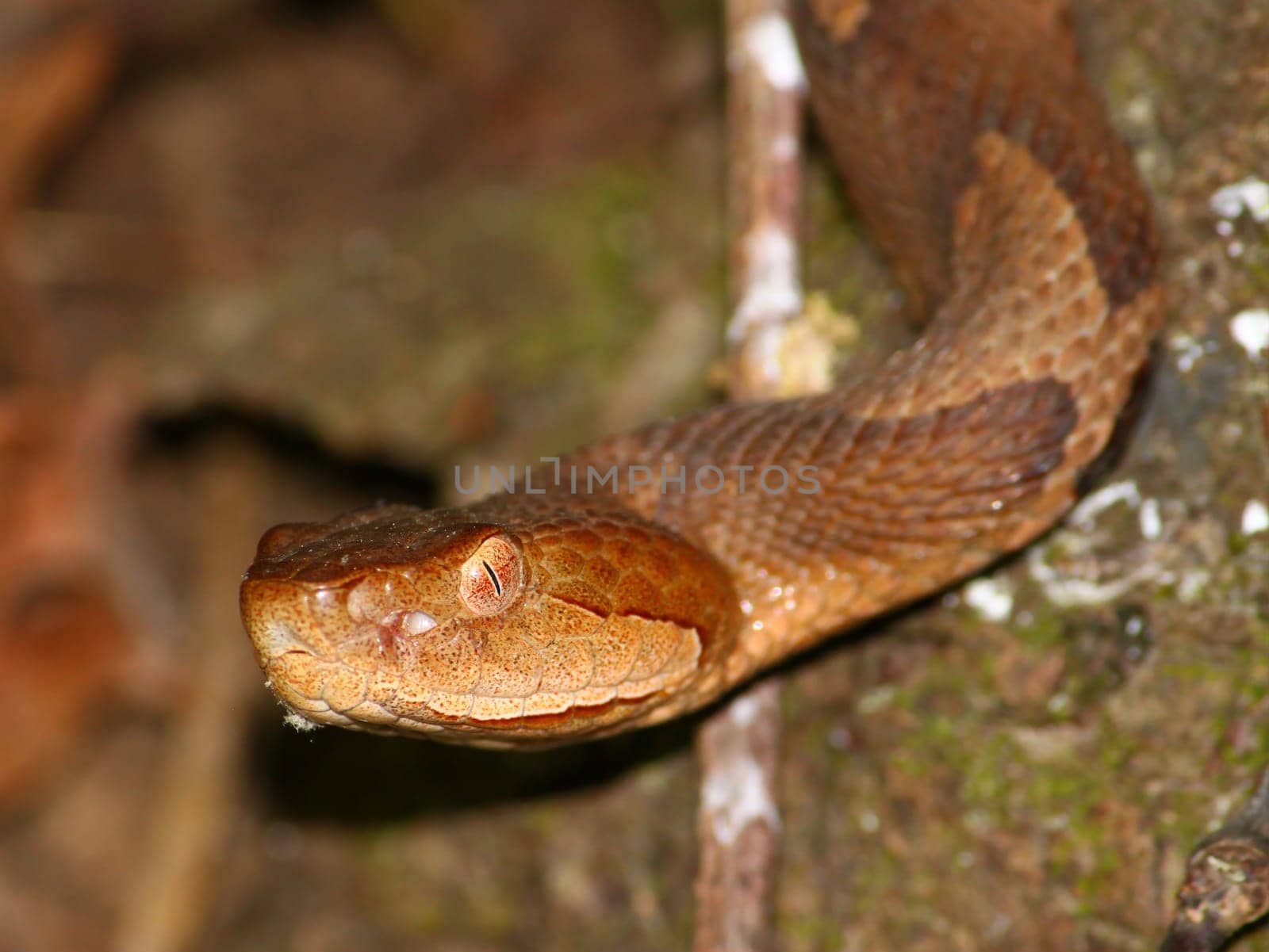 A Copperhead (Agkistrodon contortrix) gazes through vegetation in the USA.