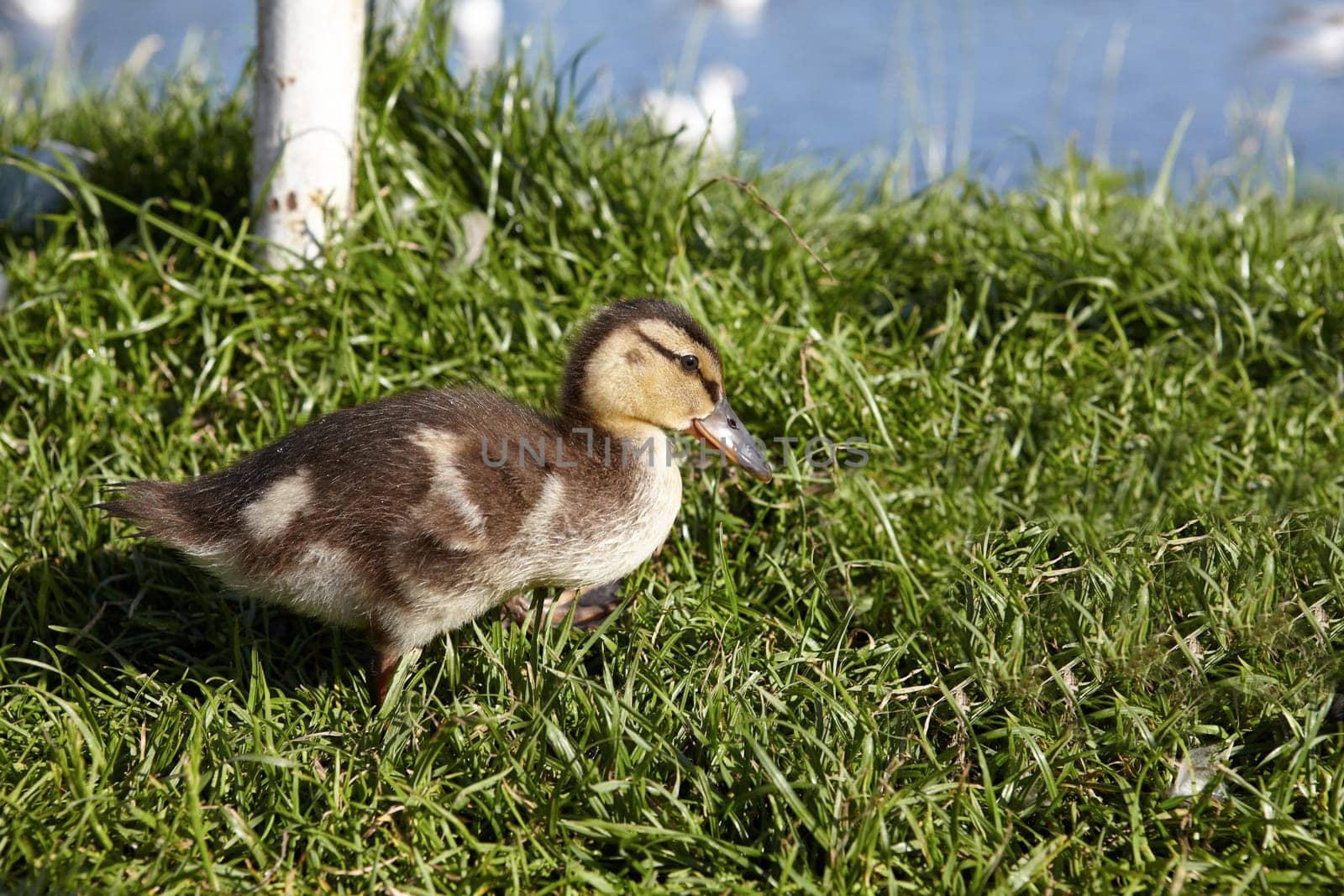 Little duckling on grass in front of a lake