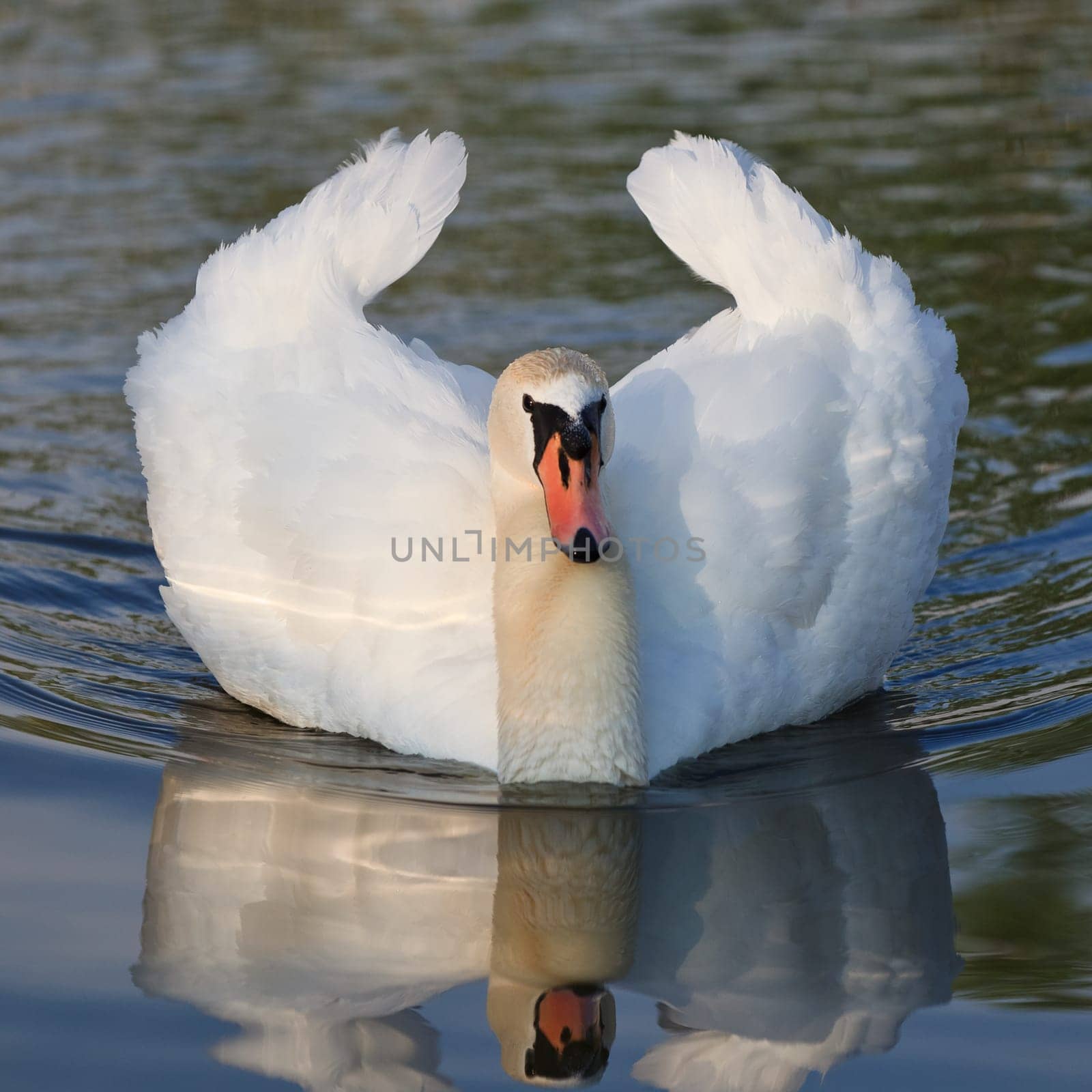 white swan standing on a lake