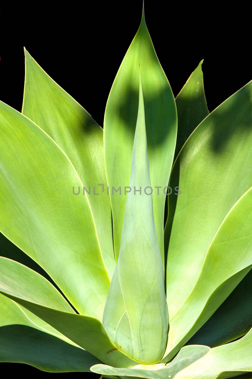 Agave plant in natural sunlight