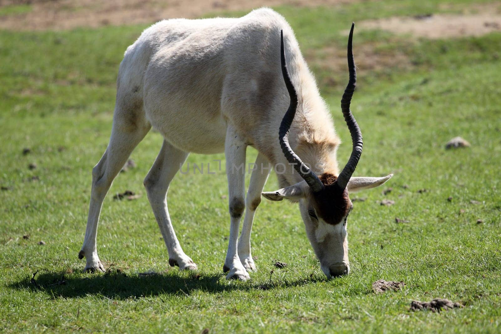 details of a grazing addax in captivity