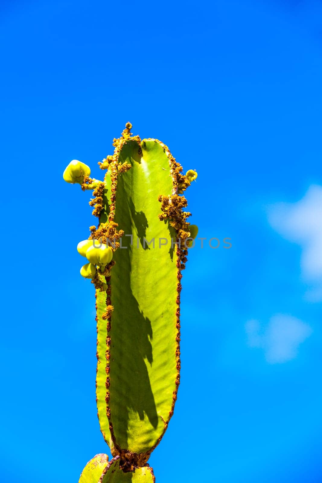 cactus with prickly pears  fruits