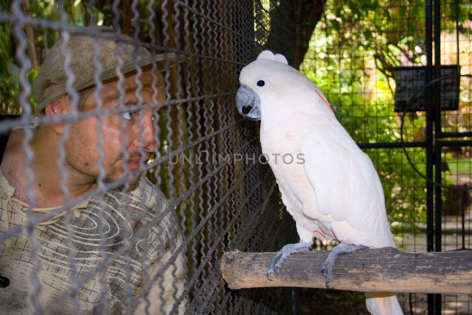 who is in the cage?