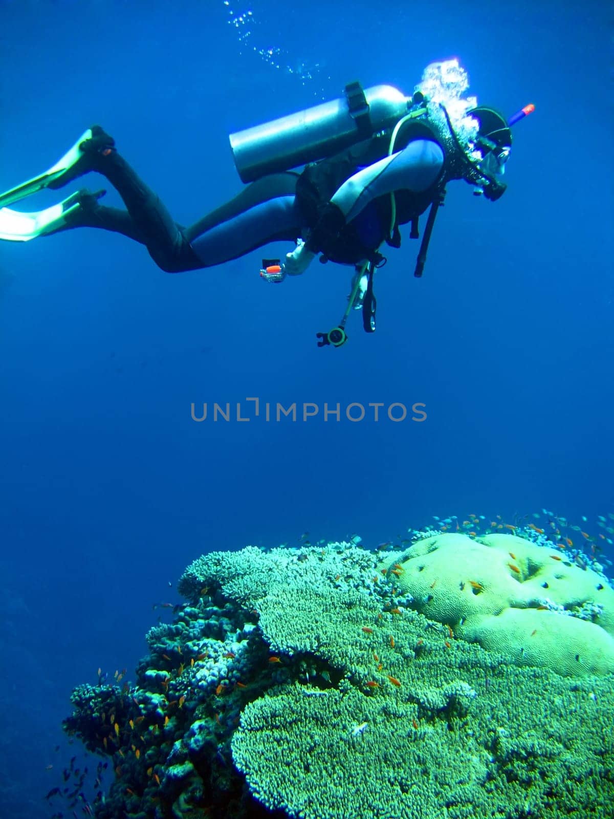 diver in deep and sea coral