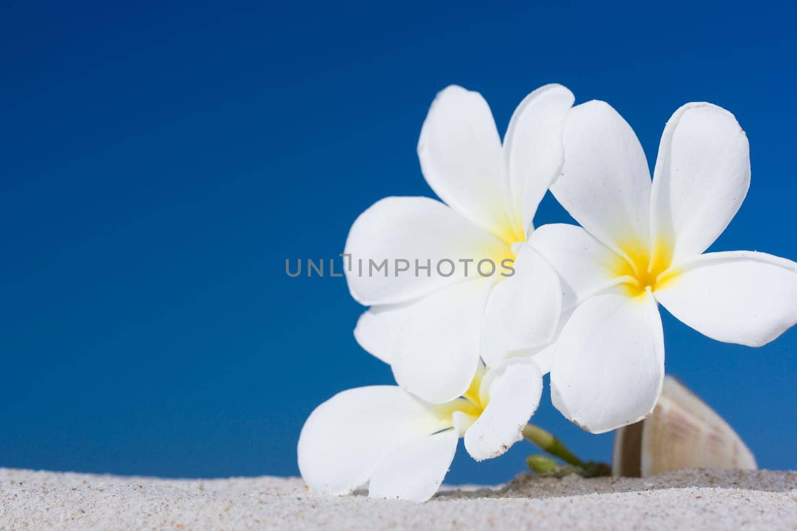 Three plumeria flowers on sandy beach