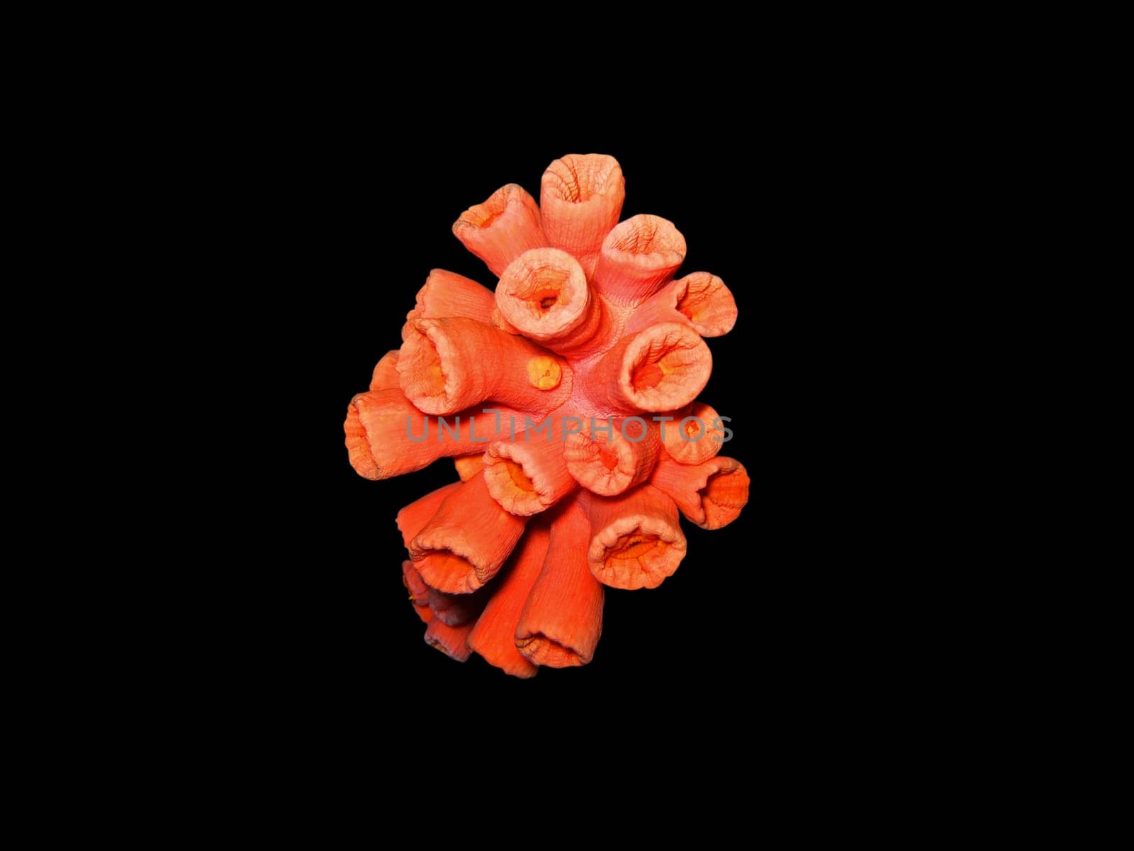 The red soft coral isolated on black.