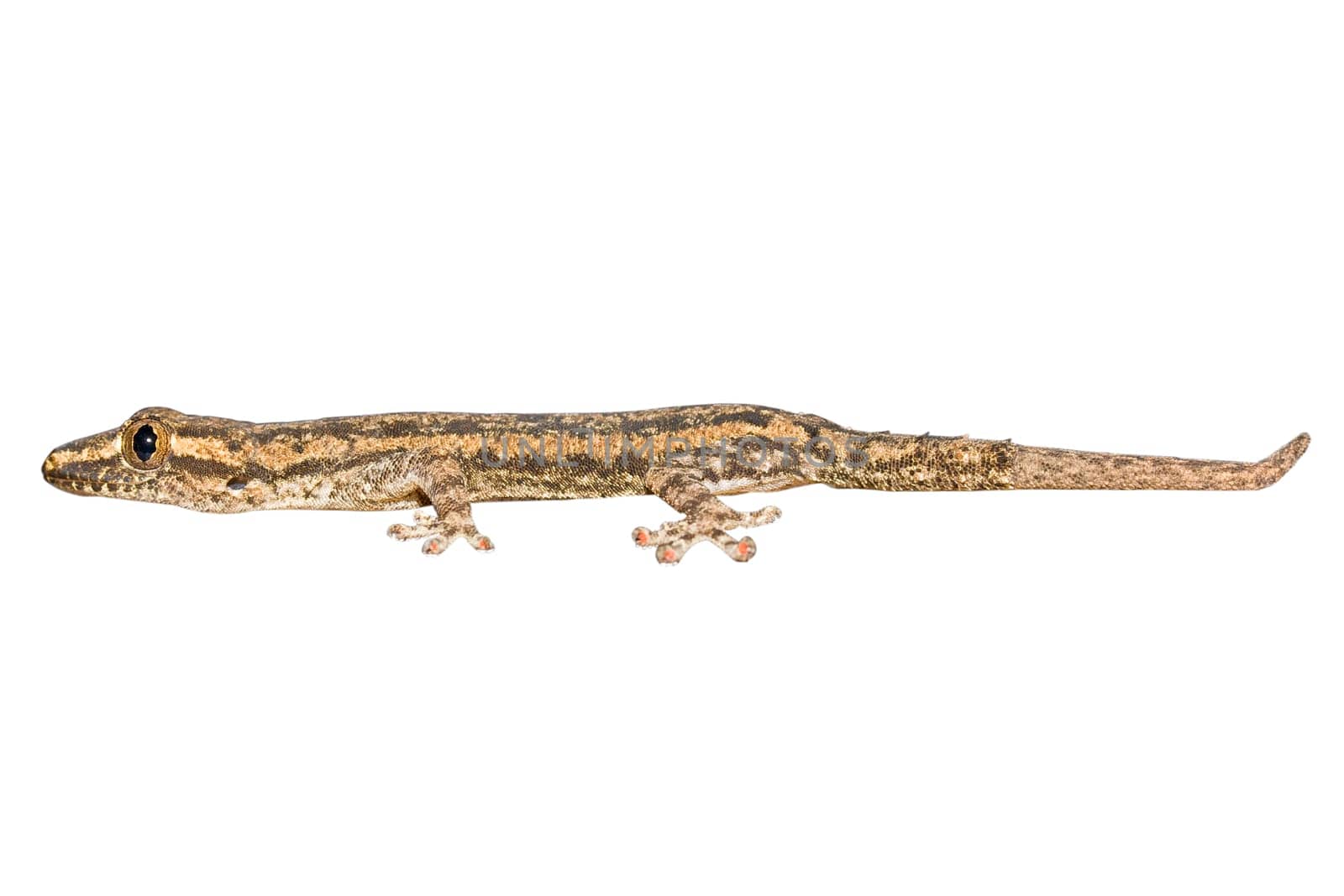 Gecko isolated on white background
