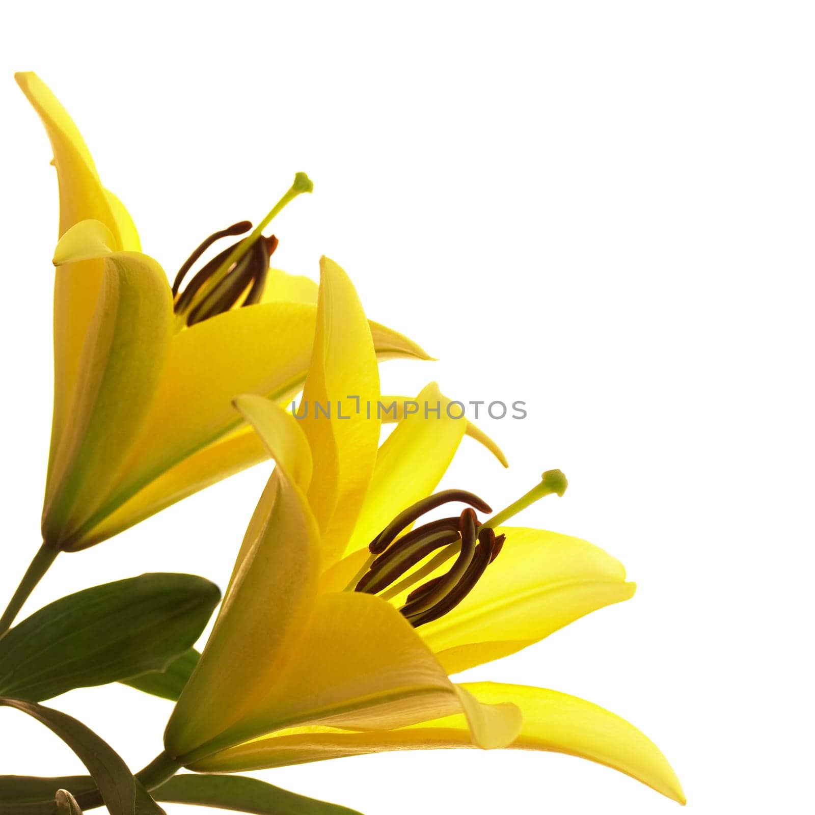 Yellow lily flowers isolated on white background