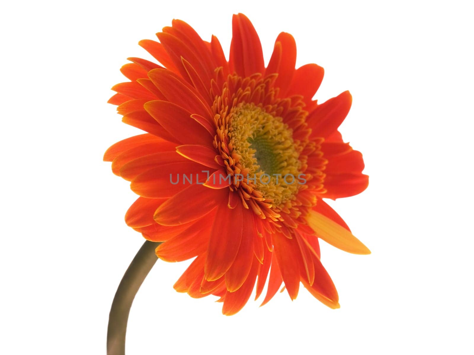 Daisy Gerbera flower close-up isolated on white background