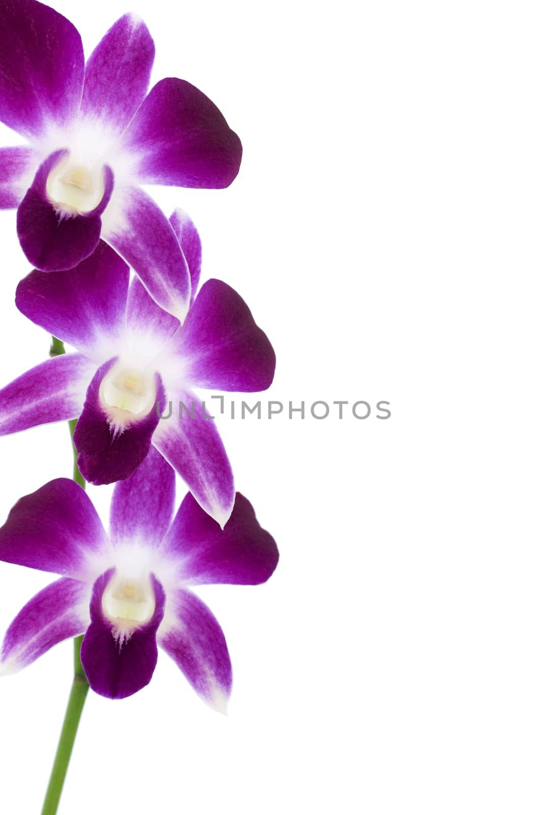 Purple orchids frame. Branch on white background.