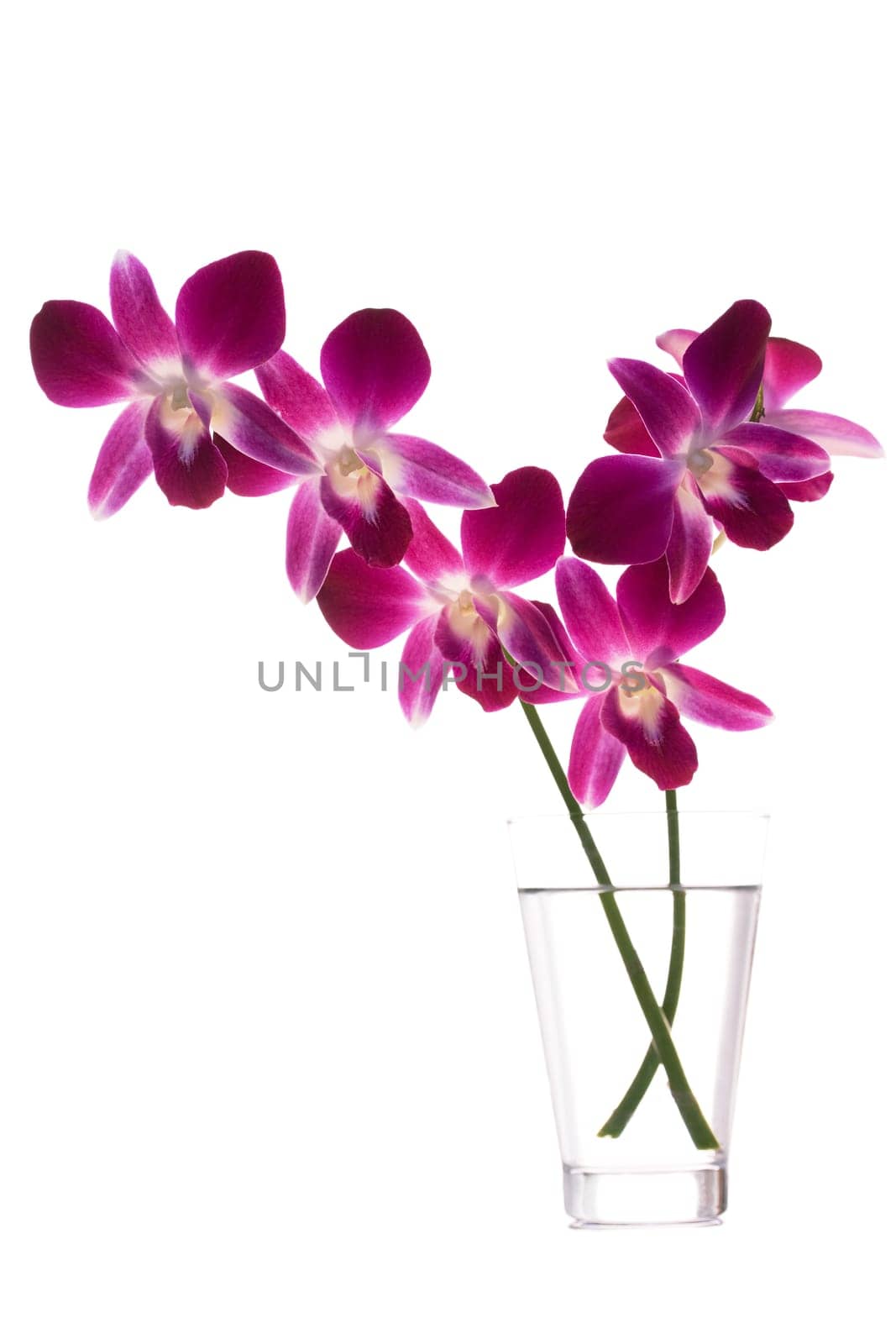 Bouquet of orchids in vase isoladet on white background