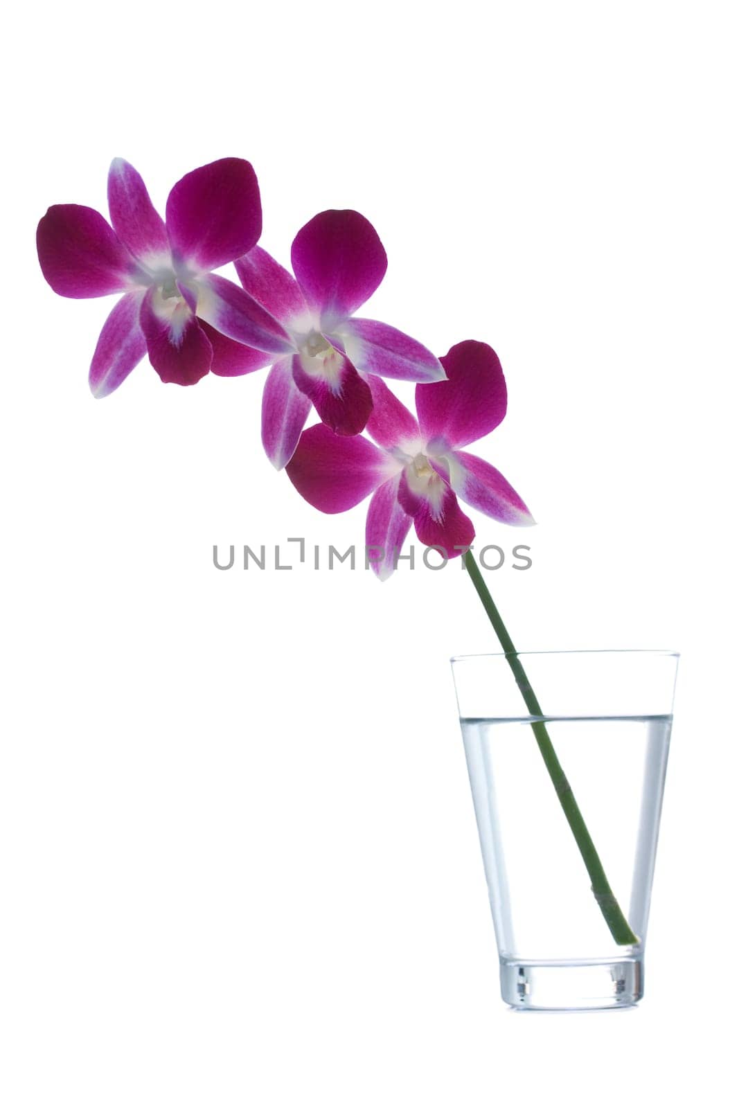 Orchid in vase on white background
