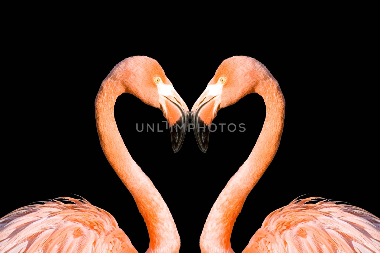 Two pink flamingos like heart isolated on black