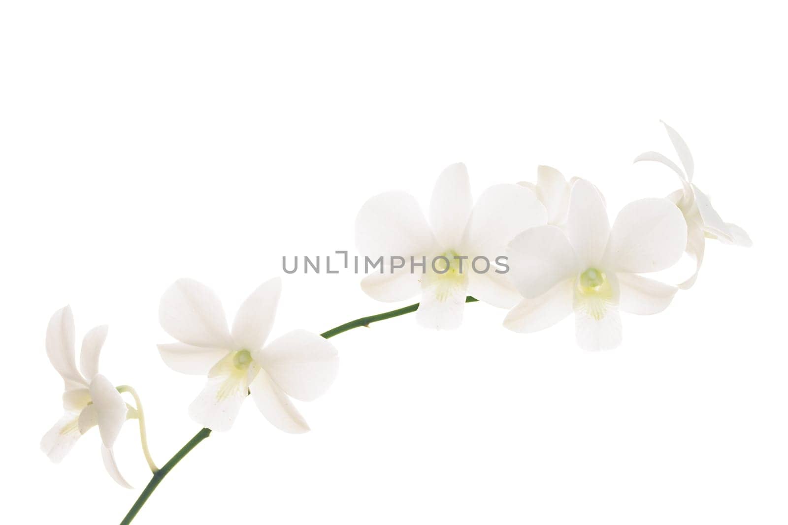 Branch of white orchids on white background.